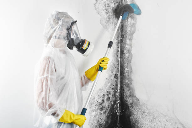 Hoopers Creek, NC Mold Removal Company
